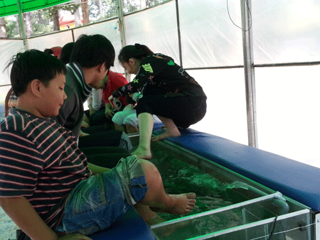 Người Sài Gòn hào hứng với cá masage giá rẻ 1