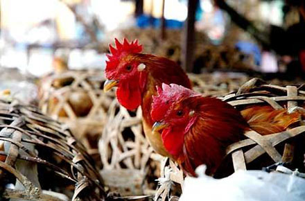Bộ Y tế khuyến c&aacute;o người d&acirc;n kh&ocirc;ng ăn tiết canh 1