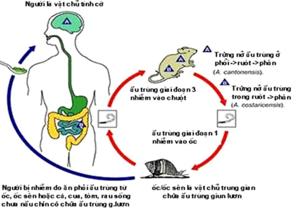 Ăn ốc sên có thể bị viêm não 1