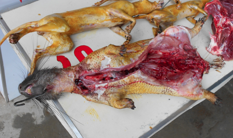 Nhiễm Ebola vì ăn thịt thú rừng 1