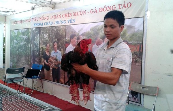 Xã Đông Tảo, huyện Khoái Châu, Hưng Yên là miền quê của giống gà Đông Tảo nổi tiếng trong và ngoài nước.