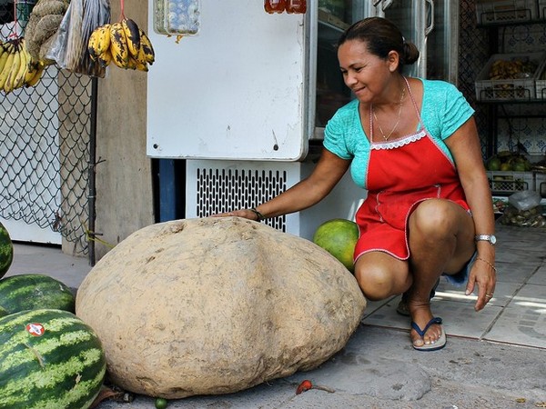 Bà Rosaneida Pereira de Oliveira là chủ nhân của củ khoai tây nặng 80 kg 