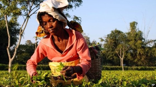 Công nhân vườn chè Ấn Độ thường bị trả lương thấp. Ảnh: AP