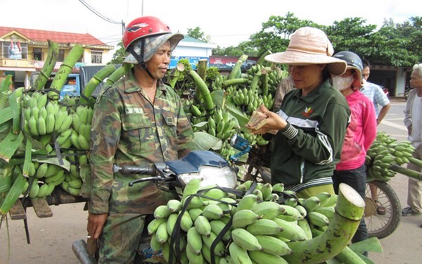 Người dân Tân Long kiếm tiền triệu từ chuối. 