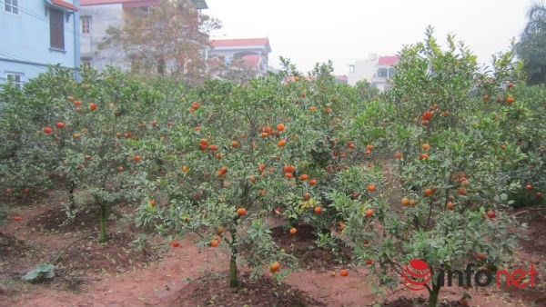 Vườn cam Canh 