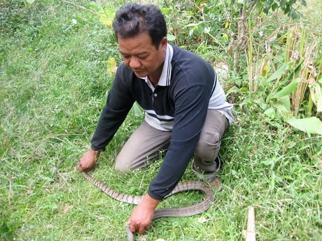 Ông Chau Sóc Kim, người dân tộc Khmer, ở ấp An Thuận, xã Châu Lăng, huyện Tri Tôn – An Giang là người đầu tiên nuôi rắn theo mô hình bán hoang dã, với 4 loại không nọc độc là hổ ngựa, hổ hèo, hổ hành và rắn lãi. Mỗi năm doanh thu từ nuôi rắn của gia đình ông Kim đạt trên 500 triệu đồng.