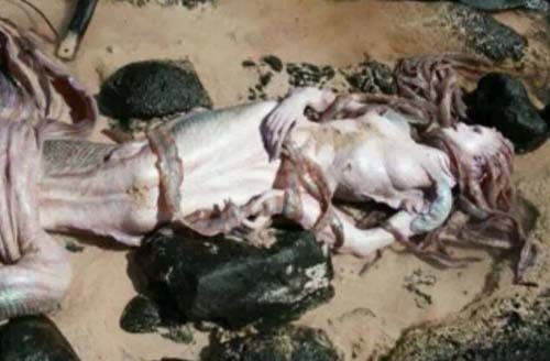 Tháng 8/2014, có thông tin cho rằng xác nàng tiên cá bằng xương bằng thịt với khuôn mặt nhợt nhạt, đuôi dài, nhiều vây được tìm thấy ở Philippines.