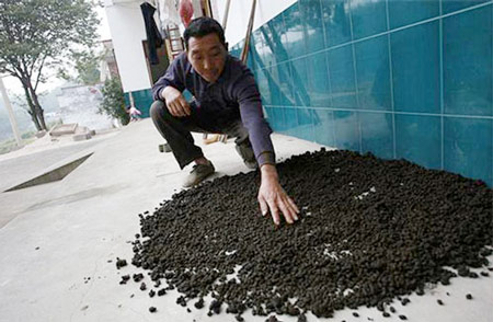 Người dân Kim Thạch, Trung Quốc phơi phân bò để làm “thuốc” uống