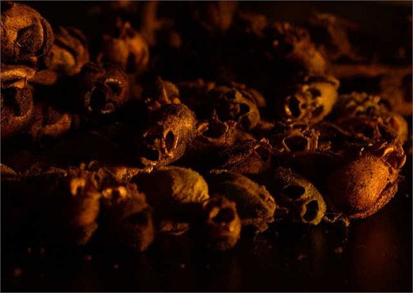Giật mình loài hoa có hình hộp sọ người chết