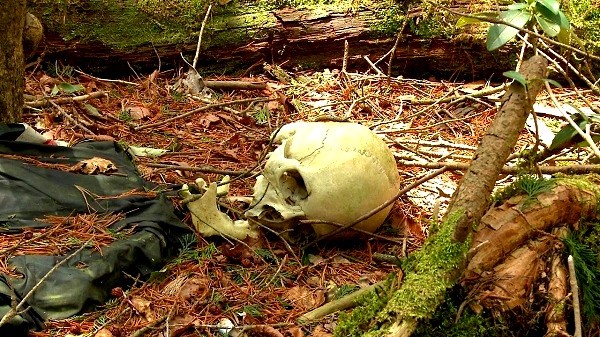 Hãi hùng thám hiểm ngôi rừng nghìn người tự sát ở Nhật Bản