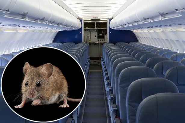 Chuyến bay hoãn 6 tiếng vì chuột