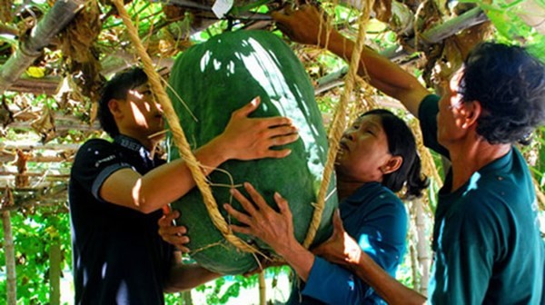 Bí đao khổng lồ nặng cả tạ, to như heo rừng Những quả bí đao khổng lồ có cân nặng lên tới 30-80 kg ở Mỹ Thọ đã khiến cho những ai lần đầu chiêm ngưỡng cũng phải thốt lên: bí khổng lồ! Những trái bí khủng nặng trĩu được người nông dân chằng đỡ bằng những sợi dây nơm hoặc những tấm lưới chắc chắn. Những quả bí đao thường có cân nặng trung bình khoảng 50 kg, có khi lên tới 70 kg, dài 60 - 90cm. Thậm chí, đường kính của những quả bí đao này lớn đến nỗi vòng tay của bé gái cũng không ôm hết.