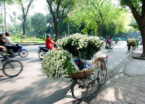 mùa đông, cúc họa mi, hàng hoa, hoa cúc