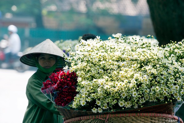 mùa đông, cúc họa mi, hàng hoa, hoa cúc