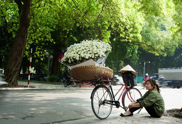 mùa đông, cúc họa mi, hàng hoa, hoa cúc