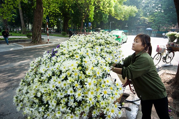 mùa đông, cúc họa mi, hàng hoa, hoa cúc