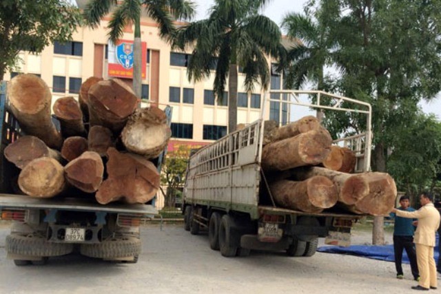 2 chiếc xe tải chở gỗ bị bắt giữ đưa về trụ sở Công an