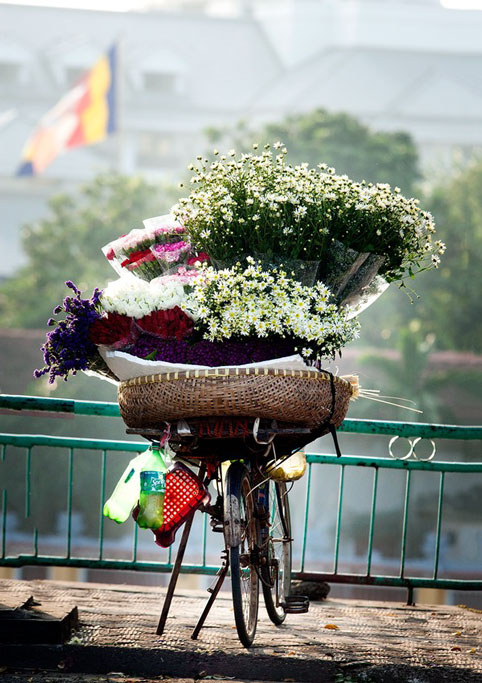 mùa đông, cúc họa mi, hàng hoa, hoa cúc