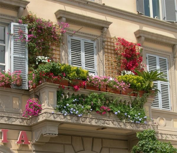Những giống cây hoa thích hợp để làm giàn leo trước nhà 2 Những giống cây hoa thích hợp để làm giàn leo trước nhà 2