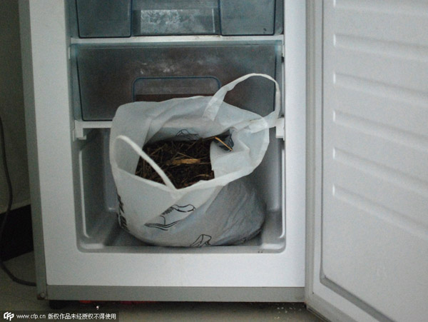 Một túi kiến đen được ông Chen cho vào ngăn đá tủ lạnh đến chết.