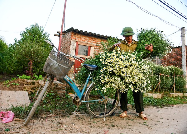 mùa đông, cúc họa mi, hàng hoa, hoa cúc