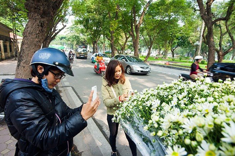 mùa đông, cúc họa mi, hàng hoa, hoa cúc