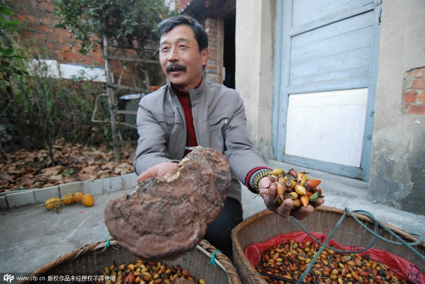 Ông Chen khoe những quả thảo dược mà ông nhặt được.