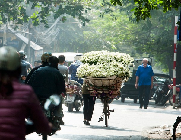 mùa đông, cúc họa mi, hàng hoa, hoa cúc