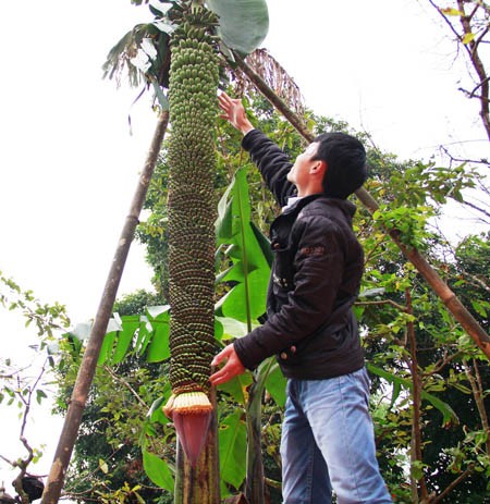 Buồng chuối siêu “mắn” ở Đăk Lăk, mỗi ngày “đẻ”... 2 nải Những ngày cuối tháng 8 năm nay, rất nhiều người hiếu kỳ đã tìm đến nhà anh Trần Thanh Hải (thôn 4, xã Ea Kao, TP.Buôn Ma Thuột, Đăk Lăk) để xem cây chuối “kỳ lạ”. Đây là cây chuối được anh Hải mua về trồng được hơn 1 năm. Trước đó 4 tháng, cây chuối bắt đầu trổ bắp rồi ra quả. Sau đó, dù buồng chuối đã dài hơn 2m và có đến hơn 150 nải (trung bình mỗi nải có 16 trái, to đều) nhưng vẫn chưa có dấu hiệu ngưng “đẻ”. Cứ mỗi sáng thức dậy, buồng chuối lại tiếp tục nở thêm ra hai nải mới, trong khi đó, phần bắp vẫn còn rất to, chưa có dấu hiệu teo lại nên có thể cho ra hàng chục nải chuối nữa. Nhiều người đã ngỏ ý mua lại với giá vài triệu đồng nhưng chủ nhân của nó vẫn không muốn bán.