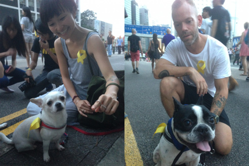Chúng được chủ cho theo cùng xuống đường hòa vào dòng người biểu tình ủng hộ dân chủ ở Hong Kong. Ảnh: SCMP.