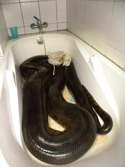 Sebastien cho biết, do thời gian anh và người hàng xóm bắt con rắn đã quá muộn nên không thể đưa nó ra khỏi khu dân cư. Vì vậy, Sebastien đã để nó qua đêm trong bồn tắm của gia đình.