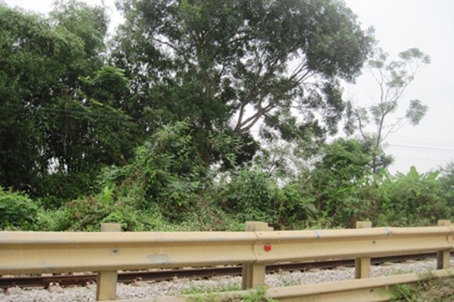 Thi thể nạn nhân được phát hiện trên cây xoài ở một khu vườn ven quốc lộ 1A.