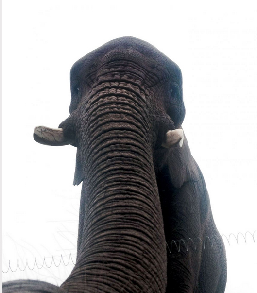 Một khách tham quan đã lấy điện thoại của mình chụp bức ảnh độc đáo này tại công viên West Midlands Safari ở Worchester, Anh. Người xem có cảm giác chú voi cũng biết chụp ảnh “tự sướng”.

 