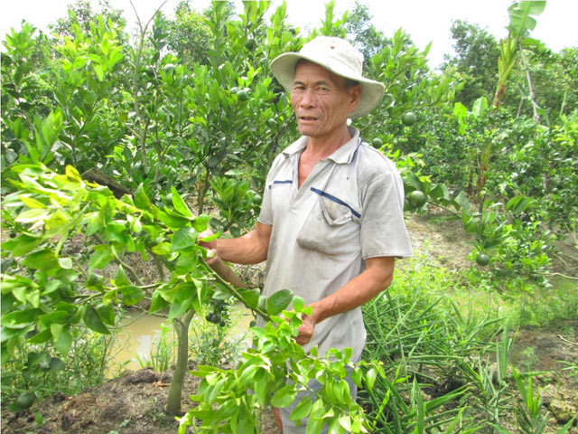 thay lai tram trieu, nong dan o at don quyt de trong gung - 1