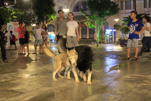 chó sủa, nuôi chó, mèo, chung cư, vệ sinh