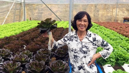 B&agrave; C&uacute;c trong vườn rau thủy canh.