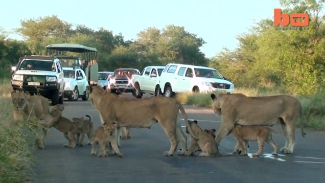Khi họ đi tới đoạn đường, bầy sư tử vẫn đang ngủ. Họ bấm còi inh ỏi nhưng chúng vẫn không chịu di chuyển khỏi con đường.