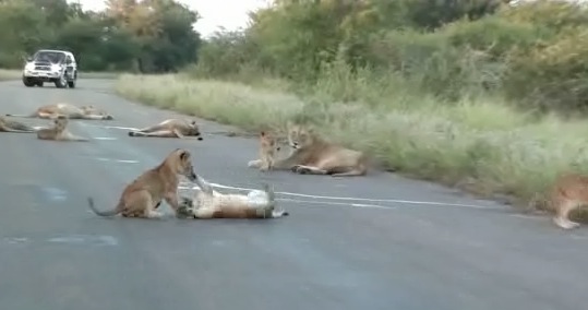 Một đàn sư tử đã tràn ra con đường chạy ngang qua vườn quốc gia Kruger, Nam Phi để ngủ.