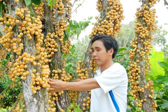 Th&aacute;ng tư &acirc;m lịch, c&aacute;c vườn d&acirc;u da ở miền T&acirc;y bắt đầu ch&iacute;n rộ. C&acirc;y n&agrave;o cũng sum su&ecirc;, tr&aacute;i no tr&ograve;n, c&oacute; loại m&agrave;u xanh, c&oacute; loại m&agrave;u v&agrave;ng &oacute;ng ả... Đặc điểm lo&agrave;i d&acirc;u l&agrave; khi c&oacute; mưa xuống th&igrave; tr&aacute;i bắt đầu ngọt dần cho đến l&uacute;c cuối m&ugrave;a.