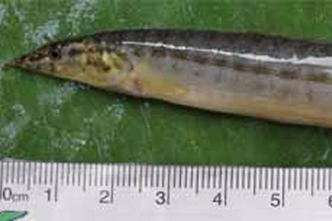 Lươn dài hơn 16 cm kẹt trong cổ họng