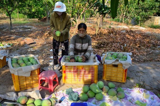 Thương lái đến tận vườn để thu mua xoài Úc.