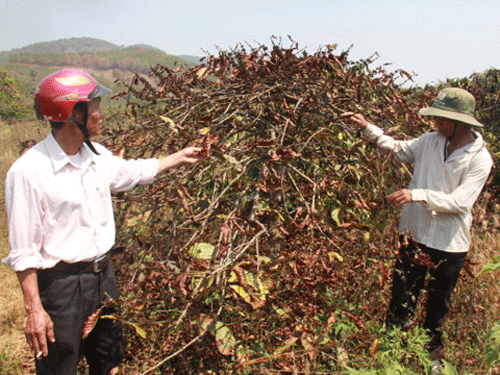 Hàng trăm héc-ta cà phê chết cháy vì sương muối.