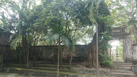 Th&ocirc;n Phu Ch&iacute;nh (x&atilde; H&ograve;a Ch&iacute;nh, huyện Chương Mỹ, H&agrave; Nội) c&oacute; 2 sốc sưa cổ thụ. Hai gốc sưa n&agrave;y được trồng c&aacute;ch đ&acirc;y khoảng 140 năm. C&aacute;c cụ cao tuổi của th&ocirc;n phải thay phi&ecirc;n nhau "canh g&aacute;c" để bảo vệ c&acirc;y.&nbsp;