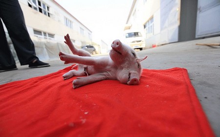 Ch&uacute; heo kh&ocirc;ng thể đứng vững do phần đầu qu&aacute; to