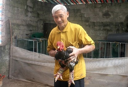 Ông Lê Văn Vết đam mê nuôi gà Đông Tảo. (Ảnh: NNVN)