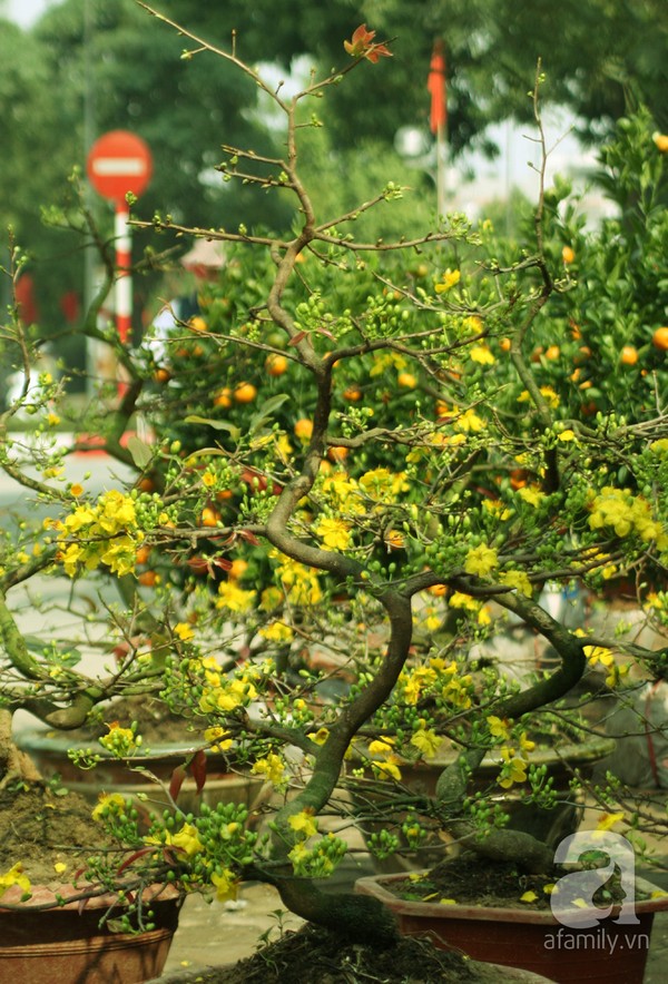 Mai Vàng Trời Nam - Mai vàng trời Nam là biểu tượng về sự may mắn và thành công trong văn hóa của người Việt. Nó mang đến một vẻ đẹp rực rỡ, tươi sáng và tinh tế để đón chào năm mới. Ngắm nhìn màu vàng óng ả của cành mai treo trên trời Nam, bạn như bị cuốn vào không gian đầy sắc màu và tận hưởng sự tràn đầy niềm vui và hy vọng cho năm mới.