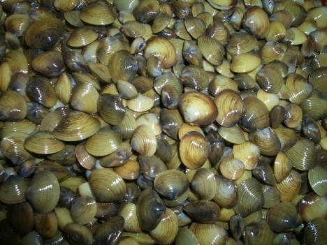 hến