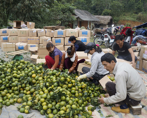 Thu hái cam ở xã Phù Lưu, huyện Hàm Yên.