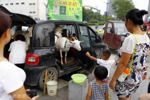 Trung Quoc: Mang de dao pho...ban sua  tuoi nguyen chat