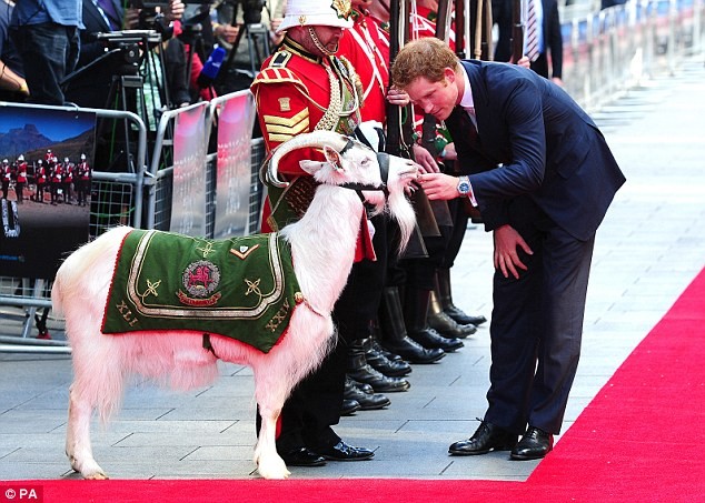 Hoàng tử Harry chào chú dê Shenkin thuộc quân đội hoàng gia xứ Wales trong một sự kiện tháng 6/2014. Ảnh: Daily Mail